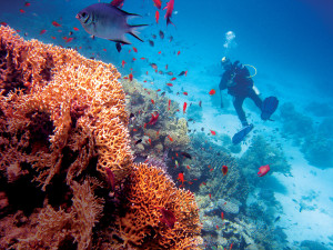 馬爾地夫擁有四季宜人的水溫與清澈海水，最適合下水俯視珊瑚群礁，與魚群徜徉同游。