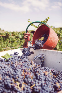 傳統的葡萄採收