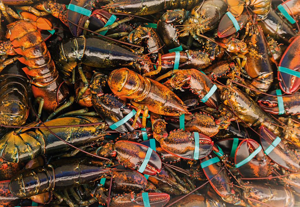 USA, Maine, St. George, Full frame of fresh lobsters