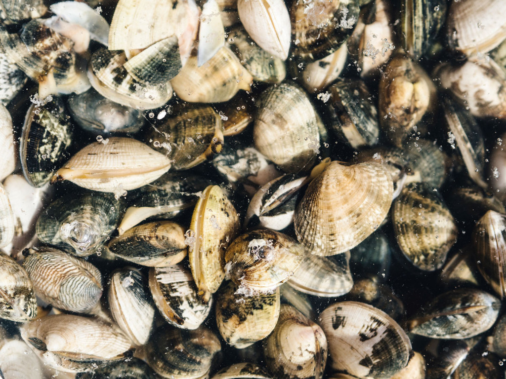 Clams in water
