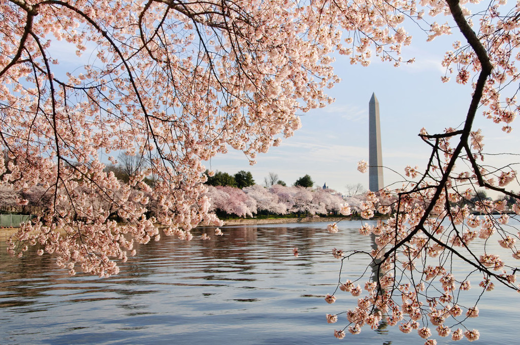 George Washington Monument is framed by blossoms of Japanese cherry trees that line the tidal basin in Washington DC.